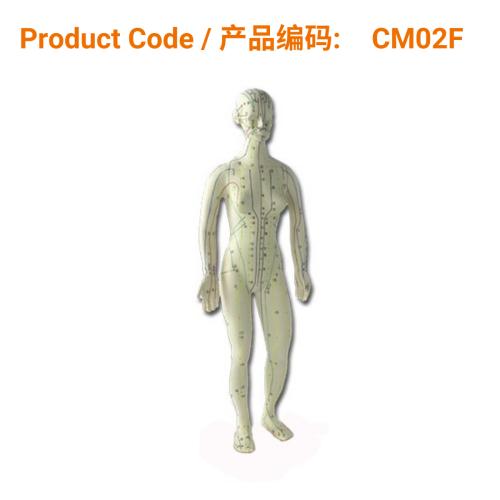 Human Female Acupuncture Model | Phoenix Medical