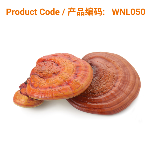 Reishi Mushroom Capsule (60 caps) | Phoenix Medical